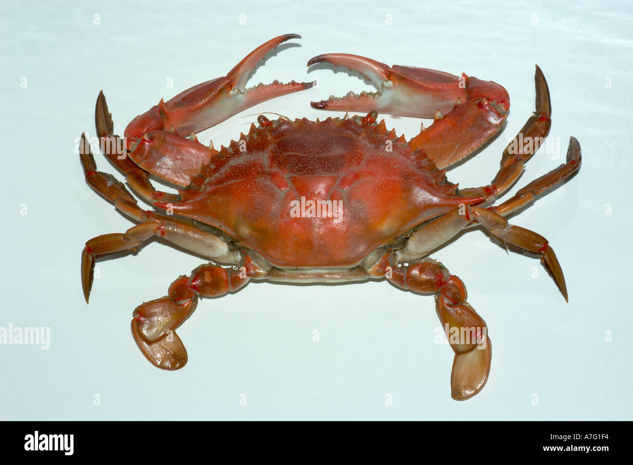 Blue crab cooked Callinectes sapidus Delaware Atlantic coast an important commercial species Stock Photo