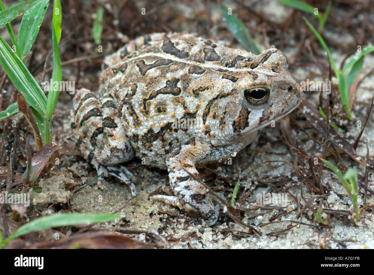 Fowler's toad hi-res stock photography and images - Alamy