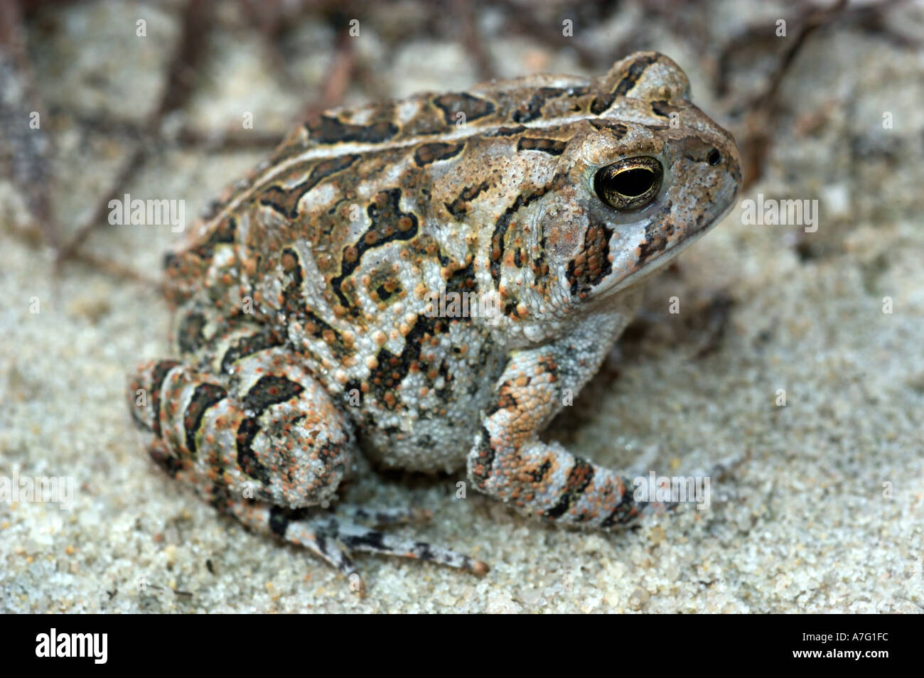 Fowler's toad hi-res stock photography and images - Alamy