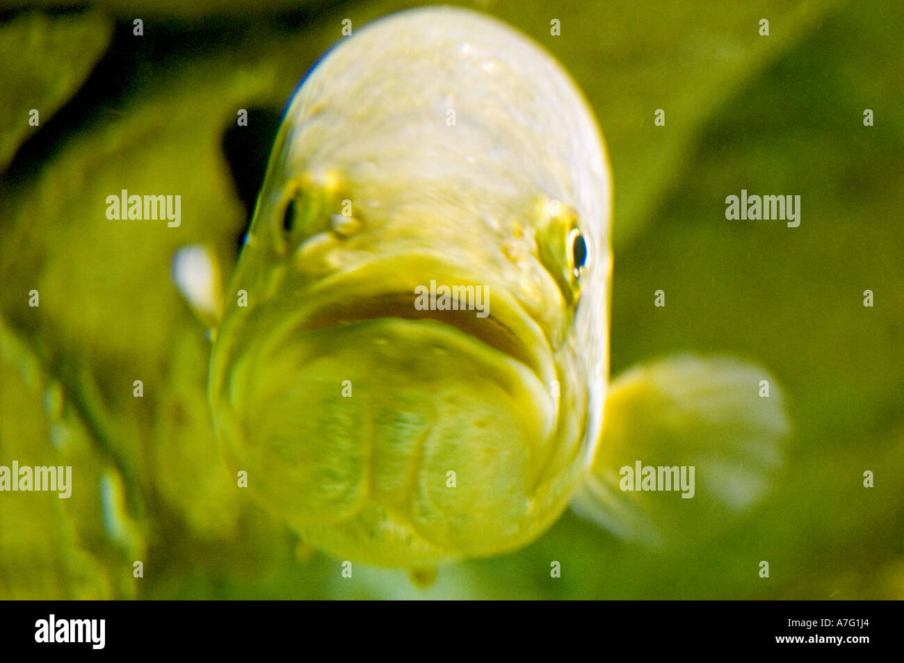 Funny goofy fish with strange expression on its face Stock Photo - Alamy