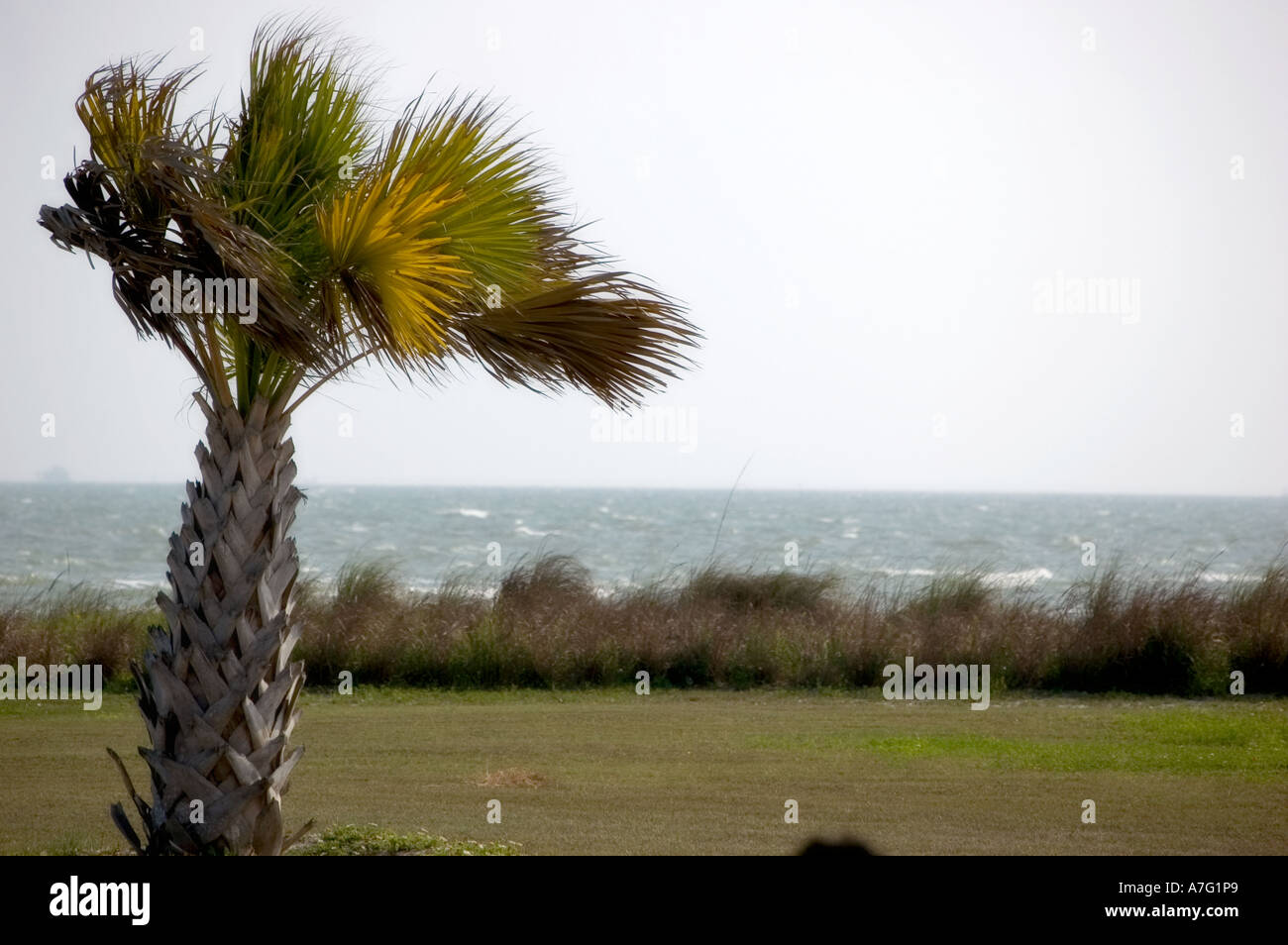 Palmetto tree at gulf coast beach Stock Photo