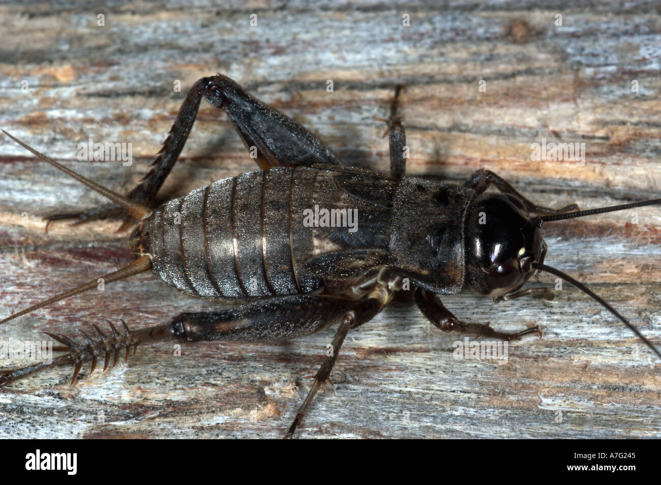field cricket nymph male Gryllus pennsylvanicus Eastern United States Stock Photo