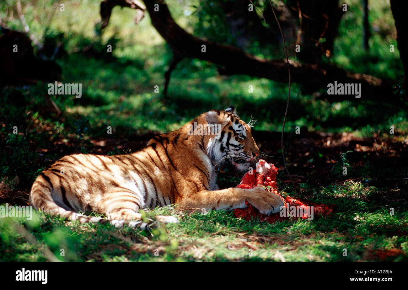 Bengal Tiger eating prey Panthera tigris tigris India Bandhavgarh National Park Madhya Pradesh Stock Photo