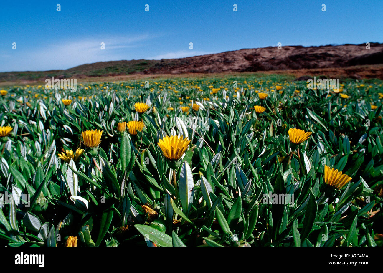Port elizabeth garden route hires stock photography and images Alamy