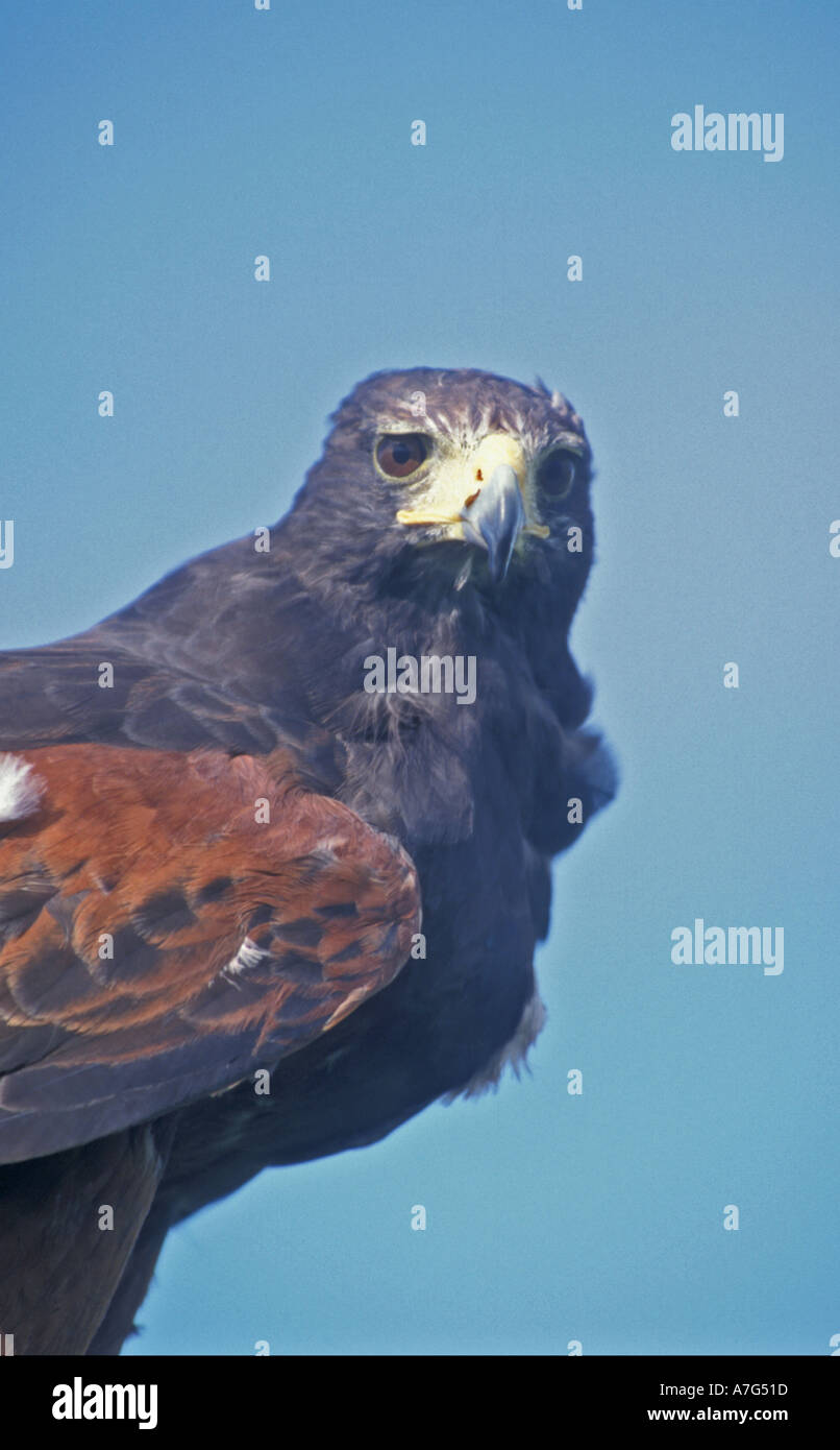 harris hawk Stock Photo