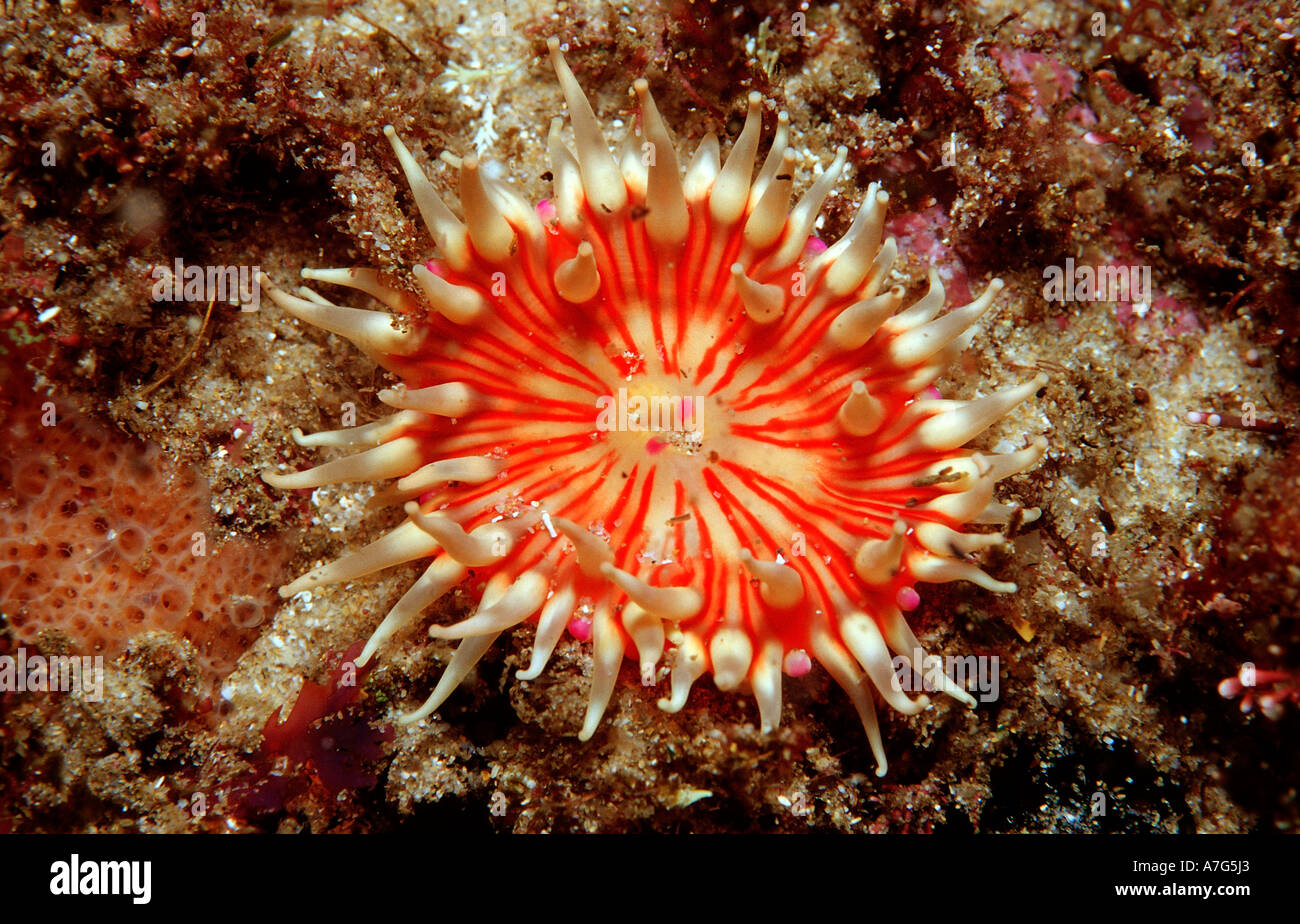False plum anemone Pseudactinia flagellifera South Africa Tsitsikamma National Park Indian Ocean Stock Photo