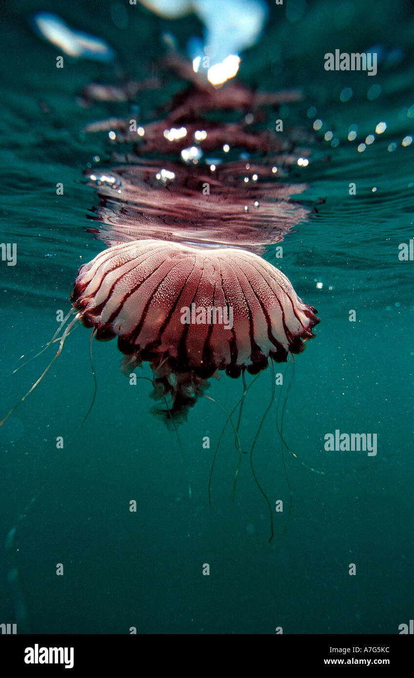 Compass Jellyfish Chrysaora hysocella South Africa Port Elizabeth
