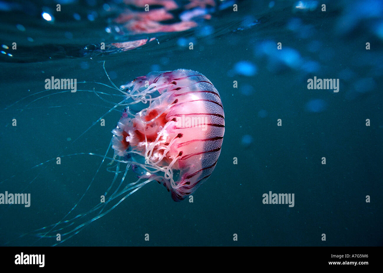 Compass Jellyfish Chrysaora hysocella South Africa Port Elizabeth