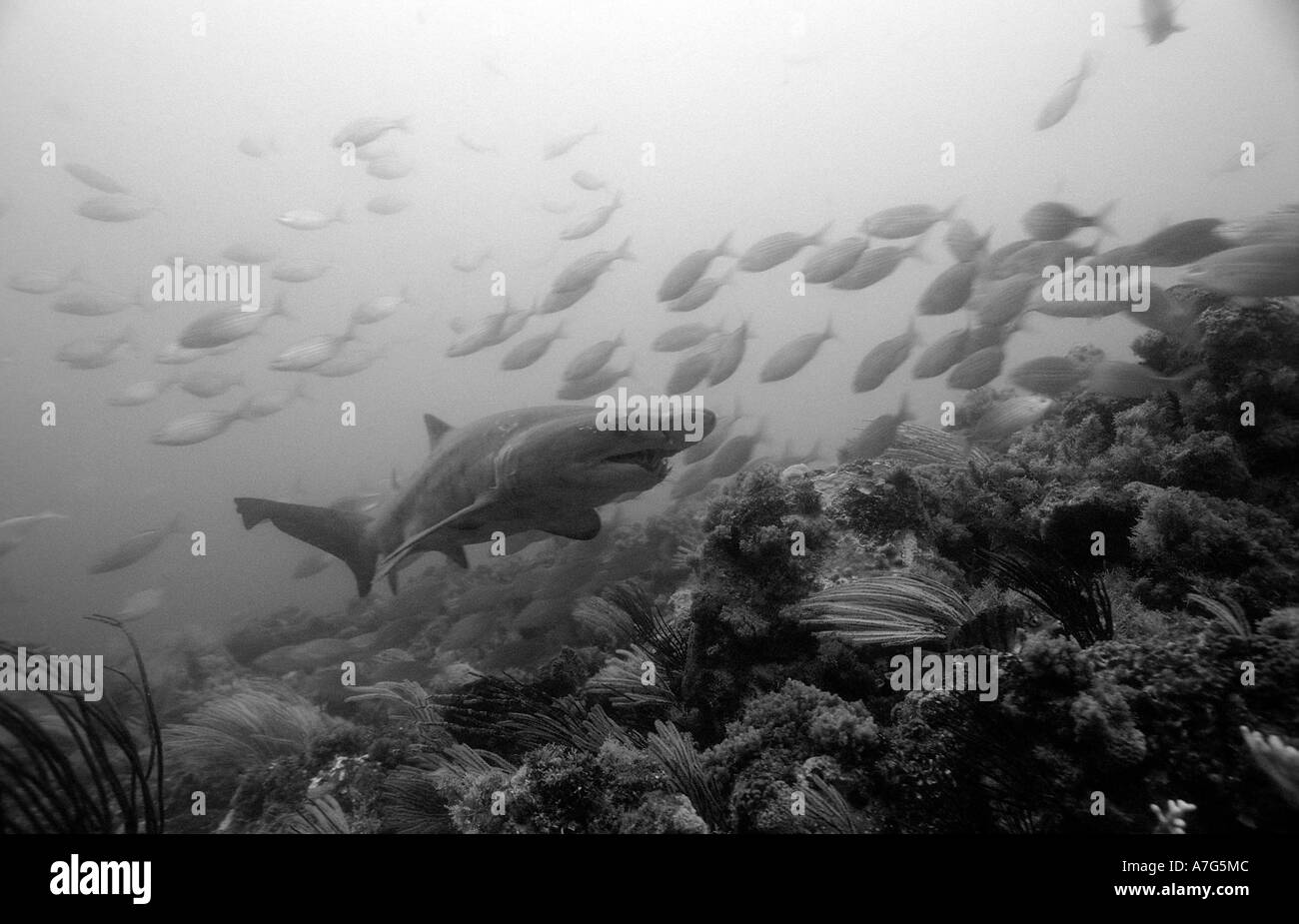 sand tiger shark Odontaspis taurus South Africa Port Elizabeth Ibhayi Madiba Bay Indian Ocean Stock Photo