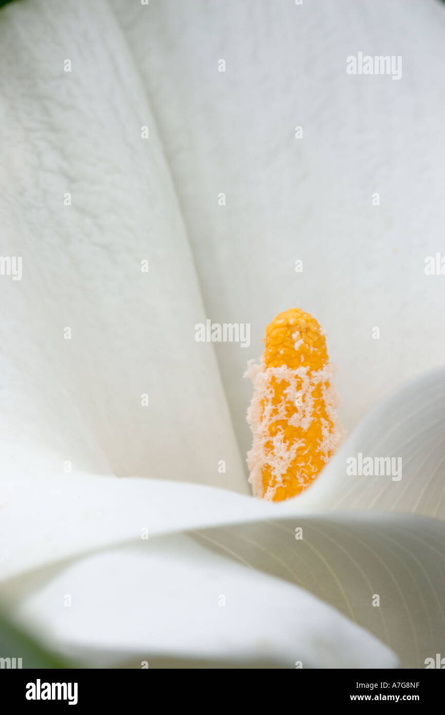 Closeup of a calla lily Stock Photo