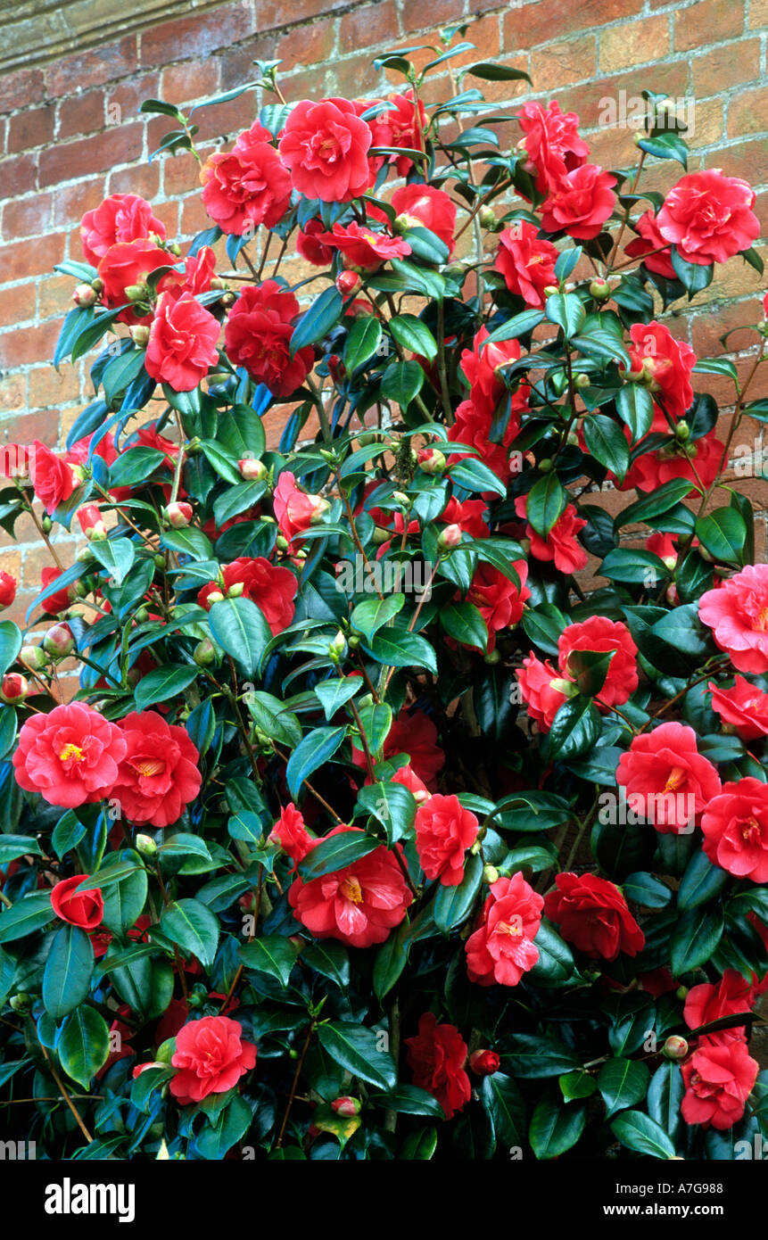 Camellia japonica Adolphe Audusson Stock Photo