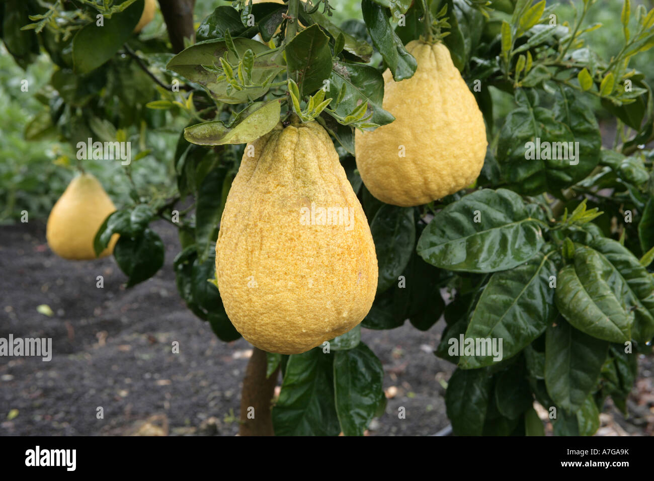 Pomelo a citrus fruit similar to grapefruit growing at a vineyard in