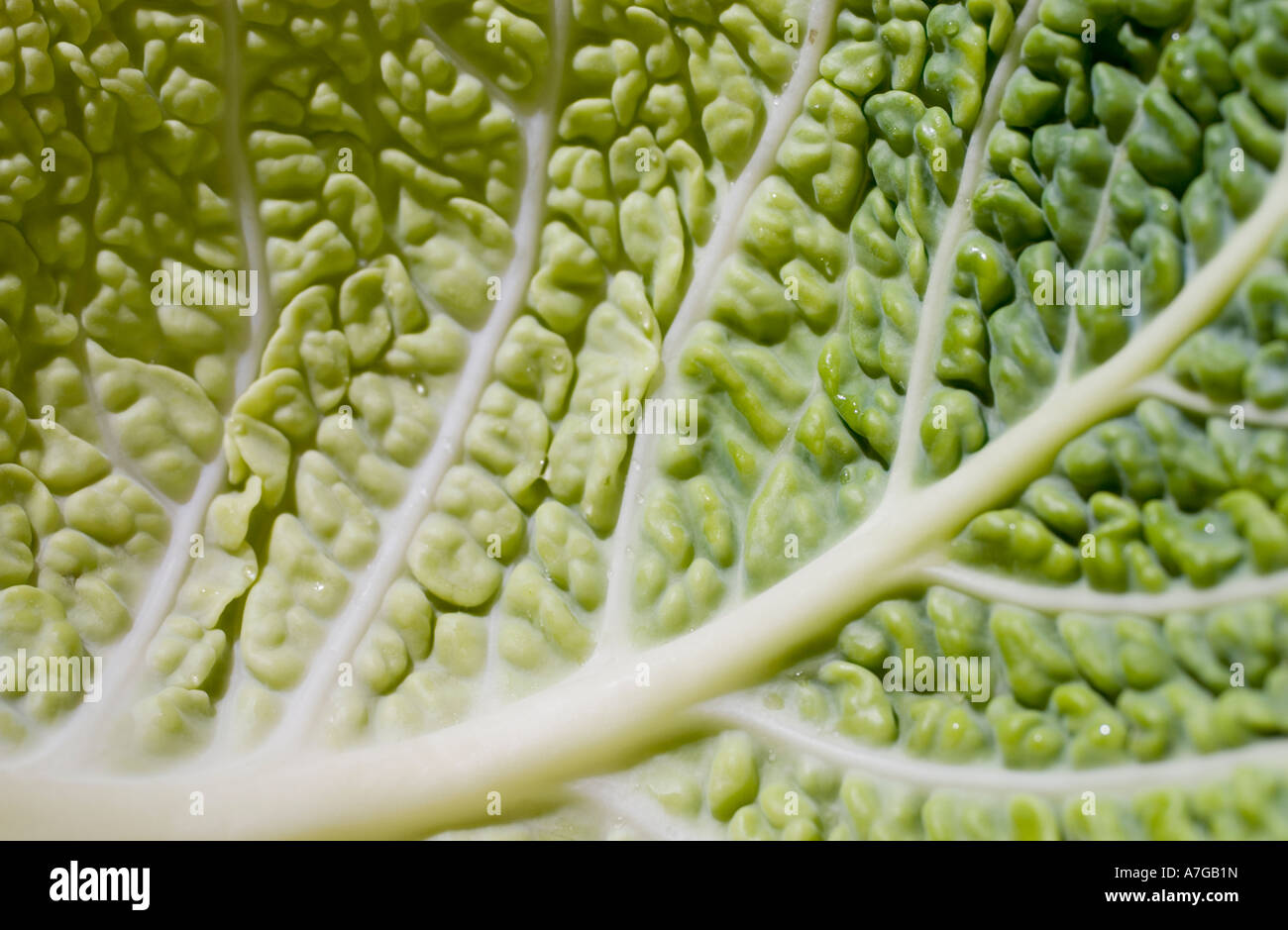 Close-up of leaf of Savoy Cabbage Stock Photo