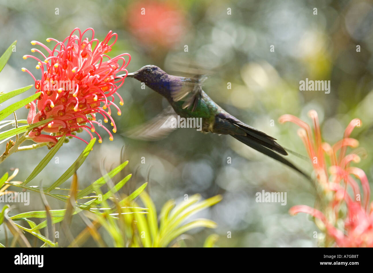 A Swallow-Tailed humming bird (Eupetomena Macroura) in flight about to take nectar from a Kahili flower (Grevillea Banksii). Stock Photo