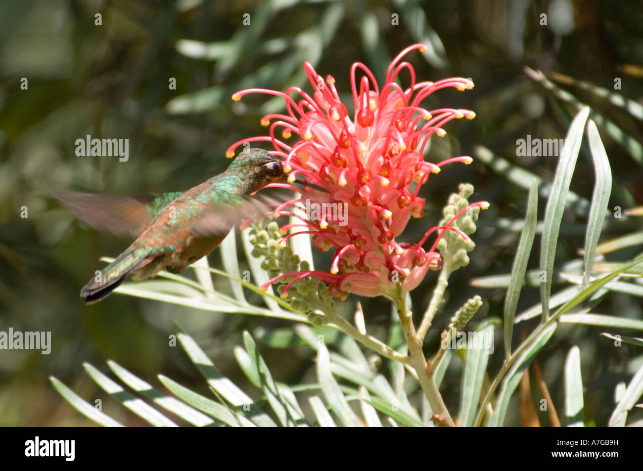 A Singing Hummingbird (Colibri Serrirostris) in flight about to take nectar from a Kahili flower (Grevillea Banksii). Stock Photo