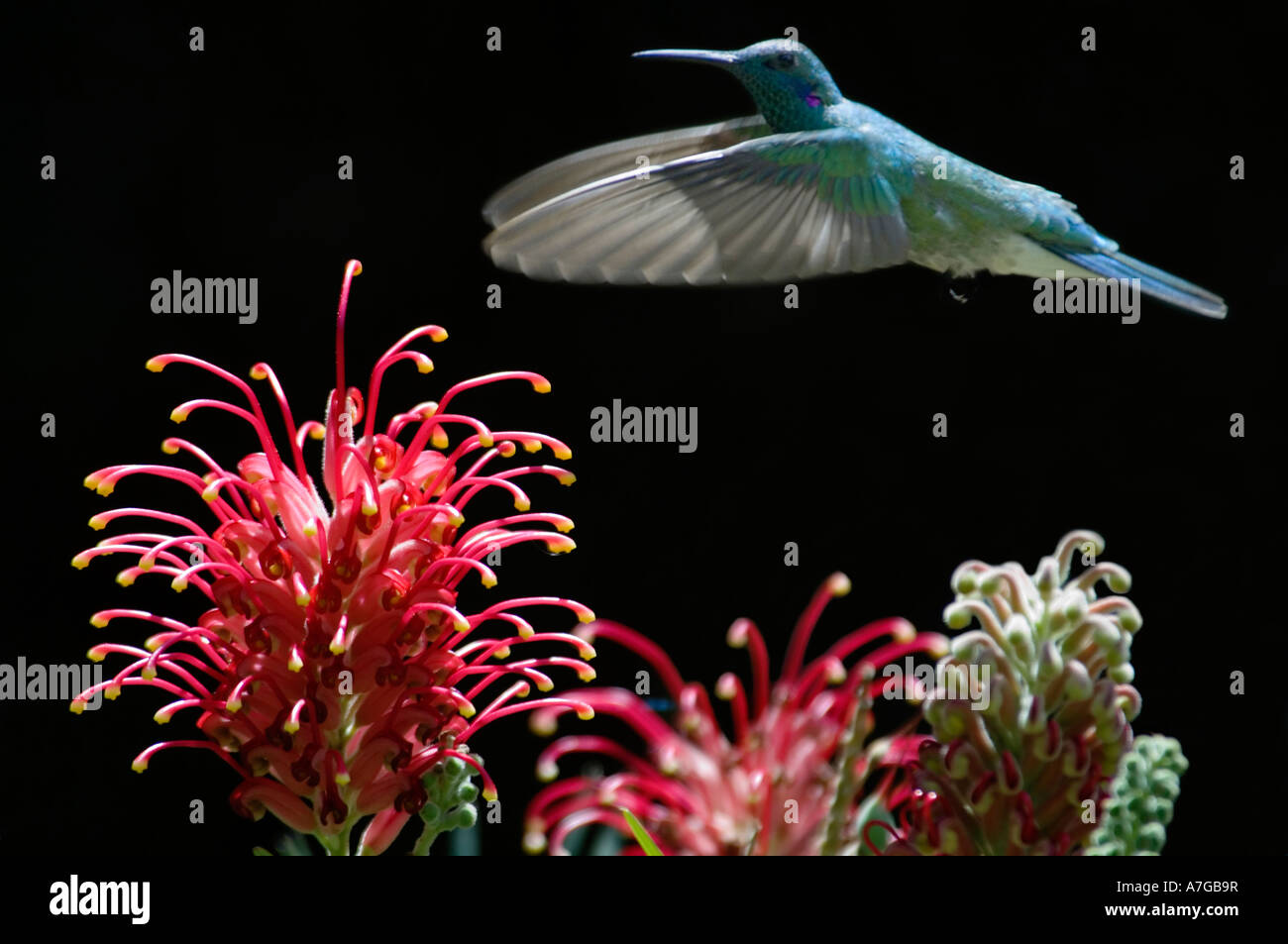 A Singing Hummingbird (Colibri Serrirostris) in flight about to take nectar from a Kahili flower (Grevillea Banksii). Stock Photo