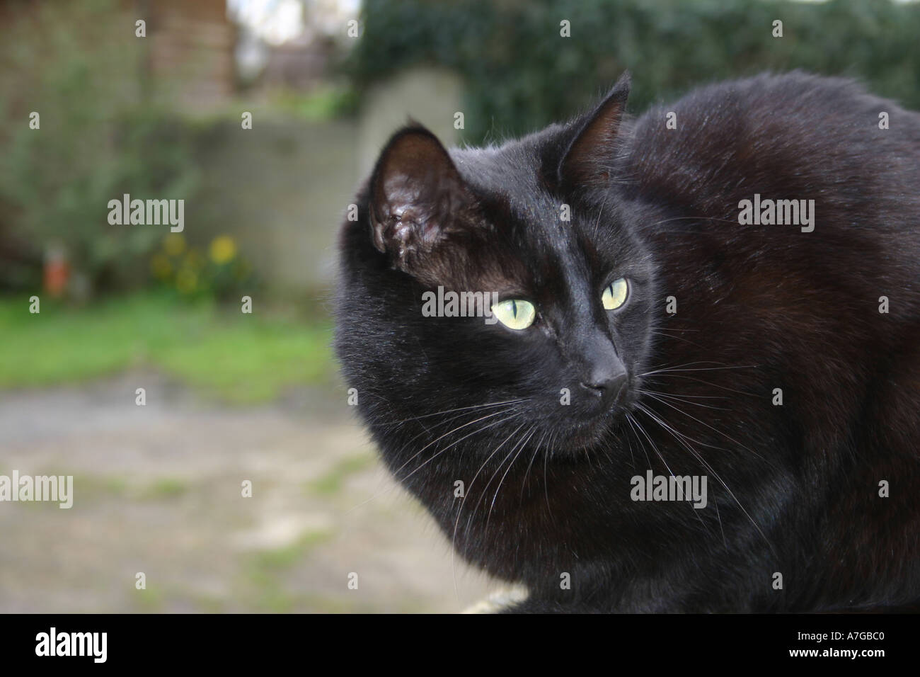 Sleek black cat hi-res stock photography and images - Alamy