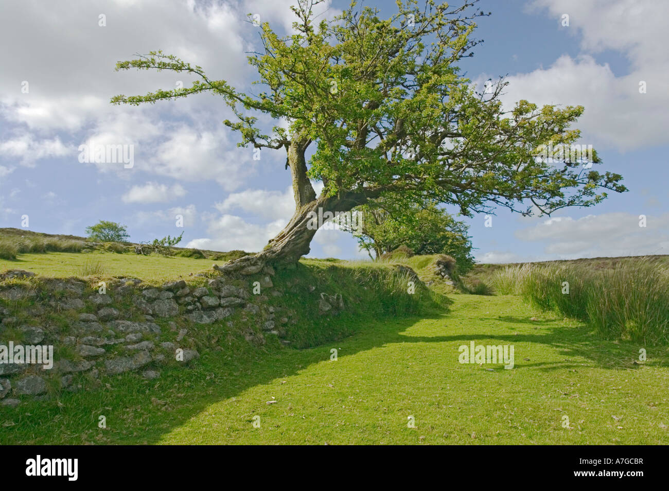 Windblown tree dartmoor hi-res stock photography and images - Alamy