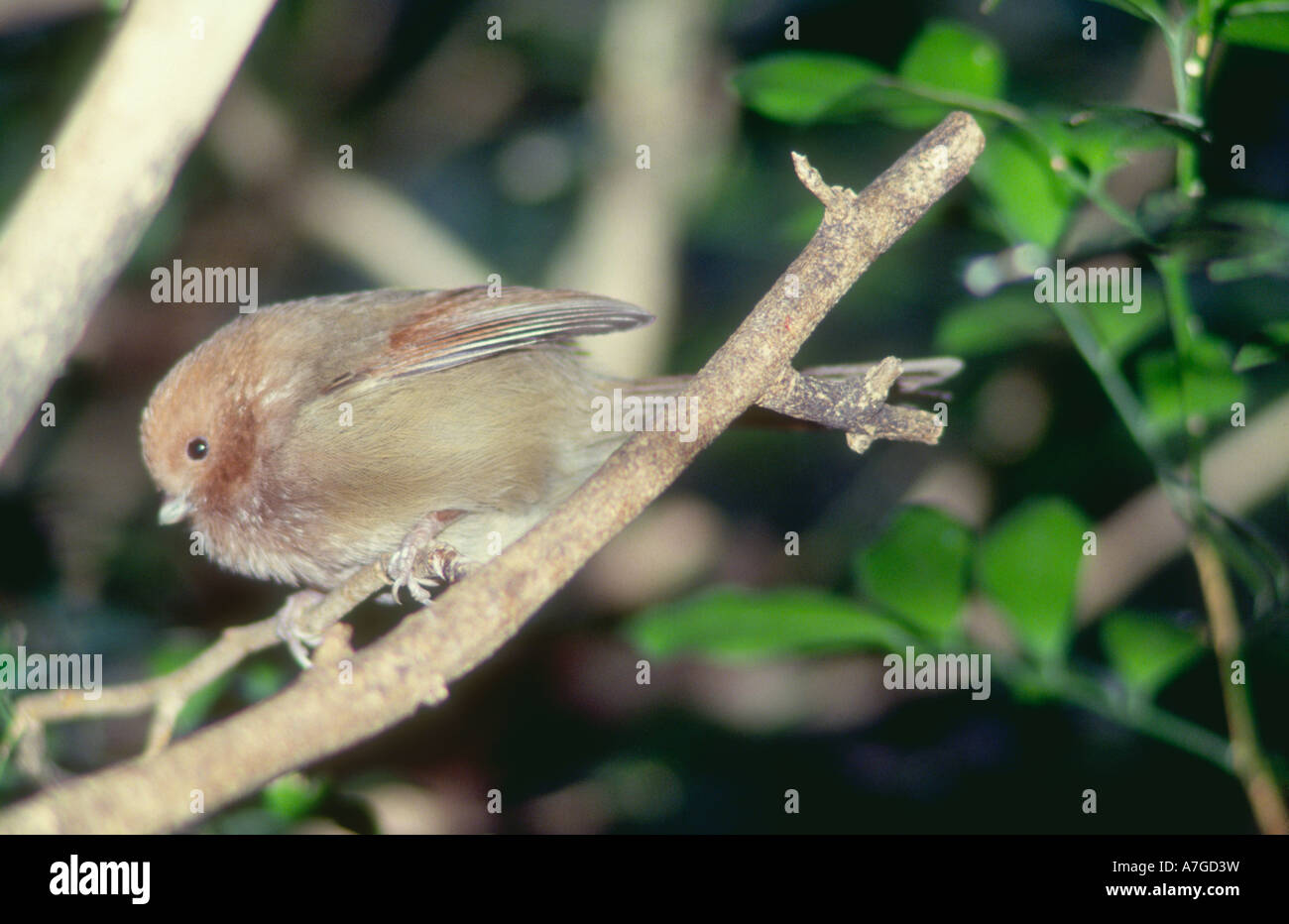 Vinous throated Parrotbill Paradoxurus webbiana a resident of woodlands and thickets in southeast and eastern China Stock Photo