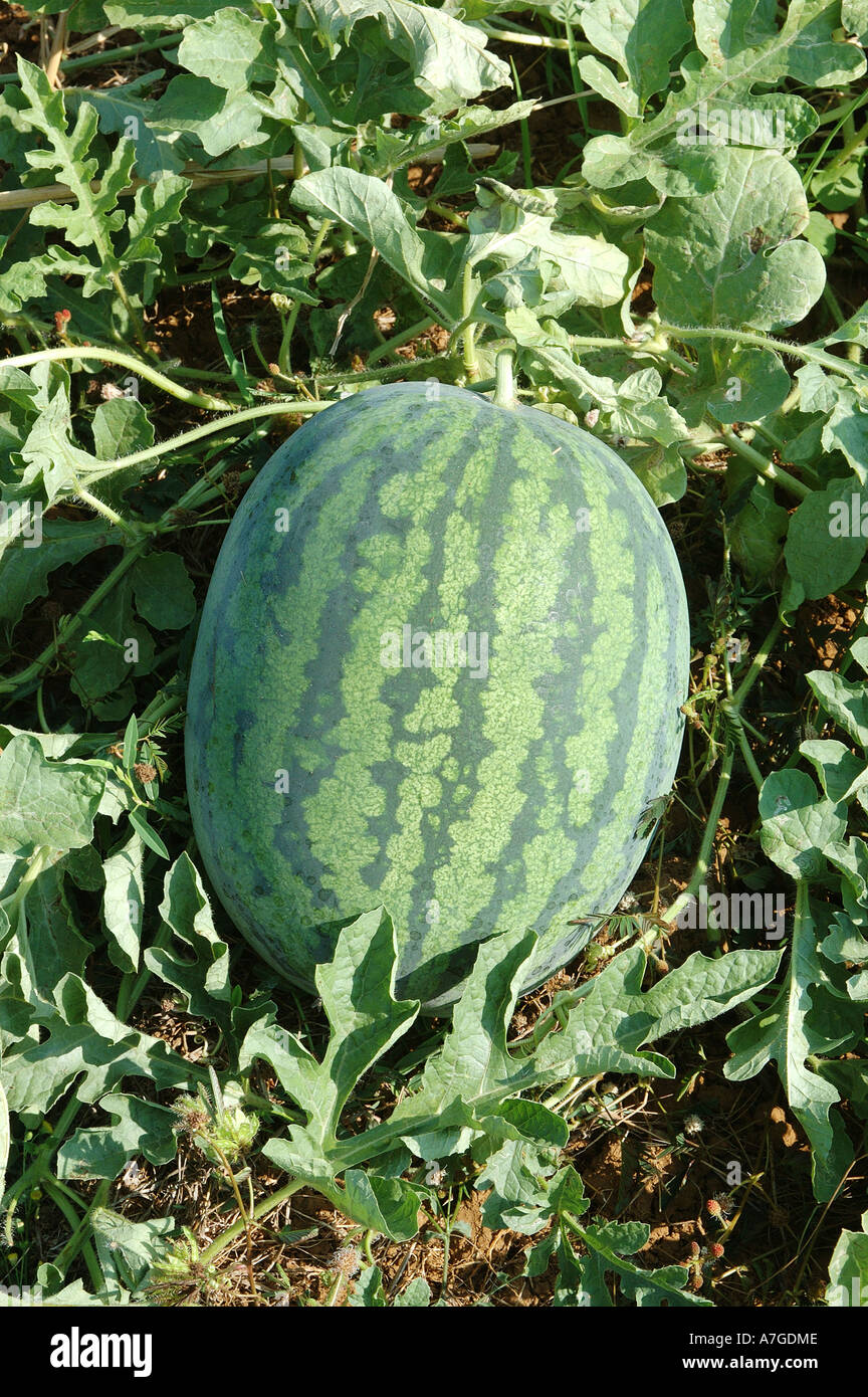 Water Melon fruit Botanical Name Citrullus vulgaris Family