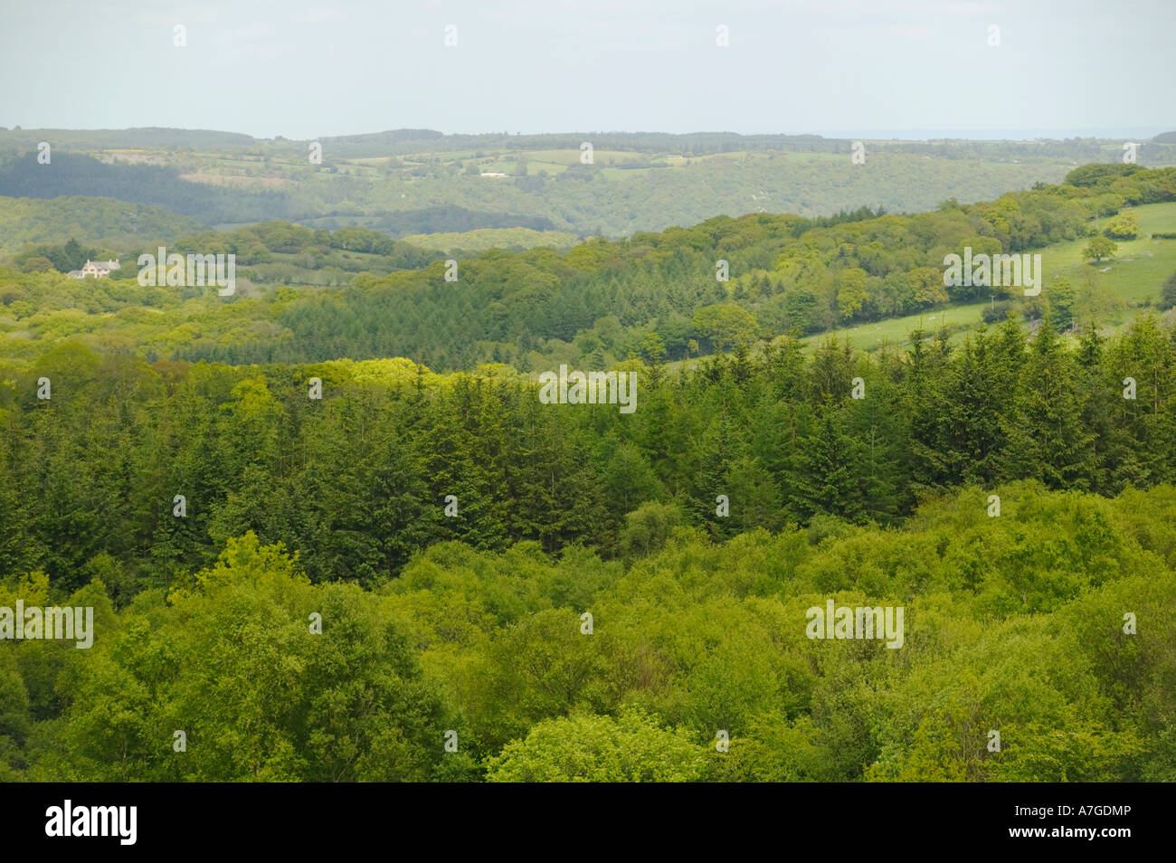 A view from near Hound Tor of woodlands and conifer plantations around
