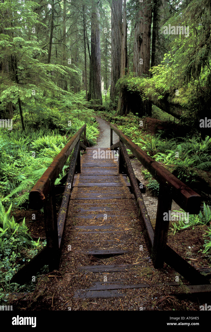 NA, USA, California, Jedidiah Smith Redwoods State Park, Bridge over ...