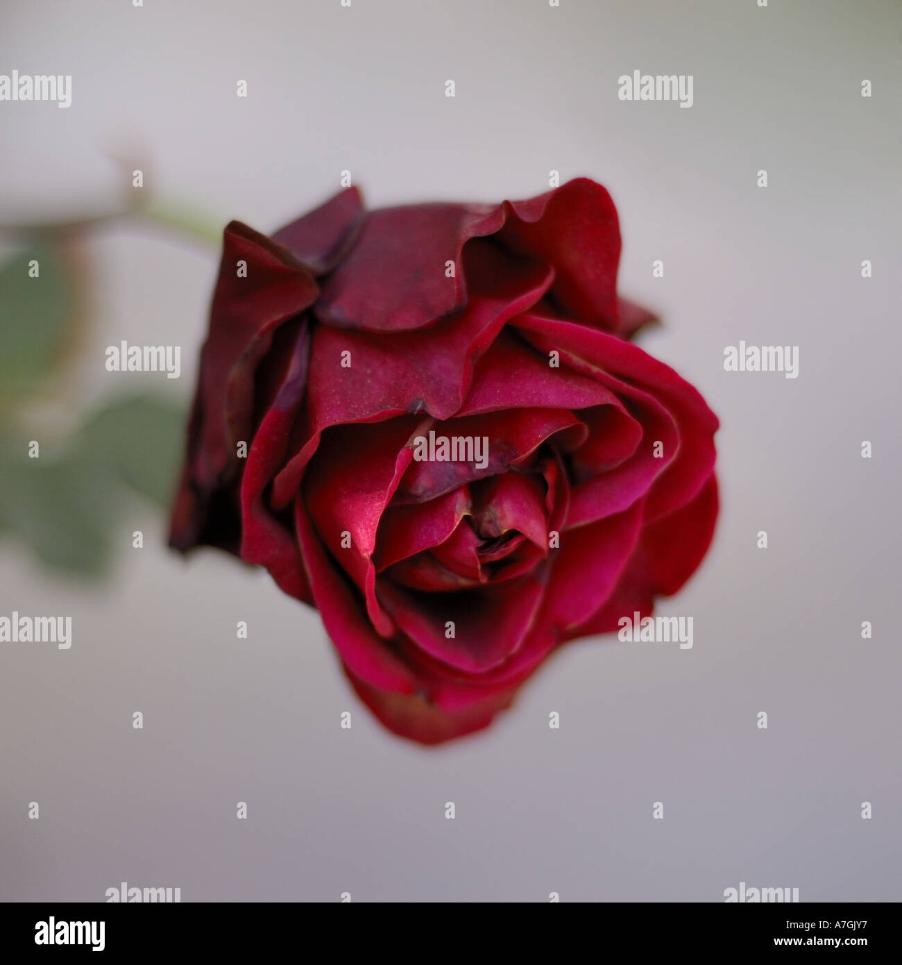 Ageing Roses Bewitched rose hi-res stock photography and images - Alamy
