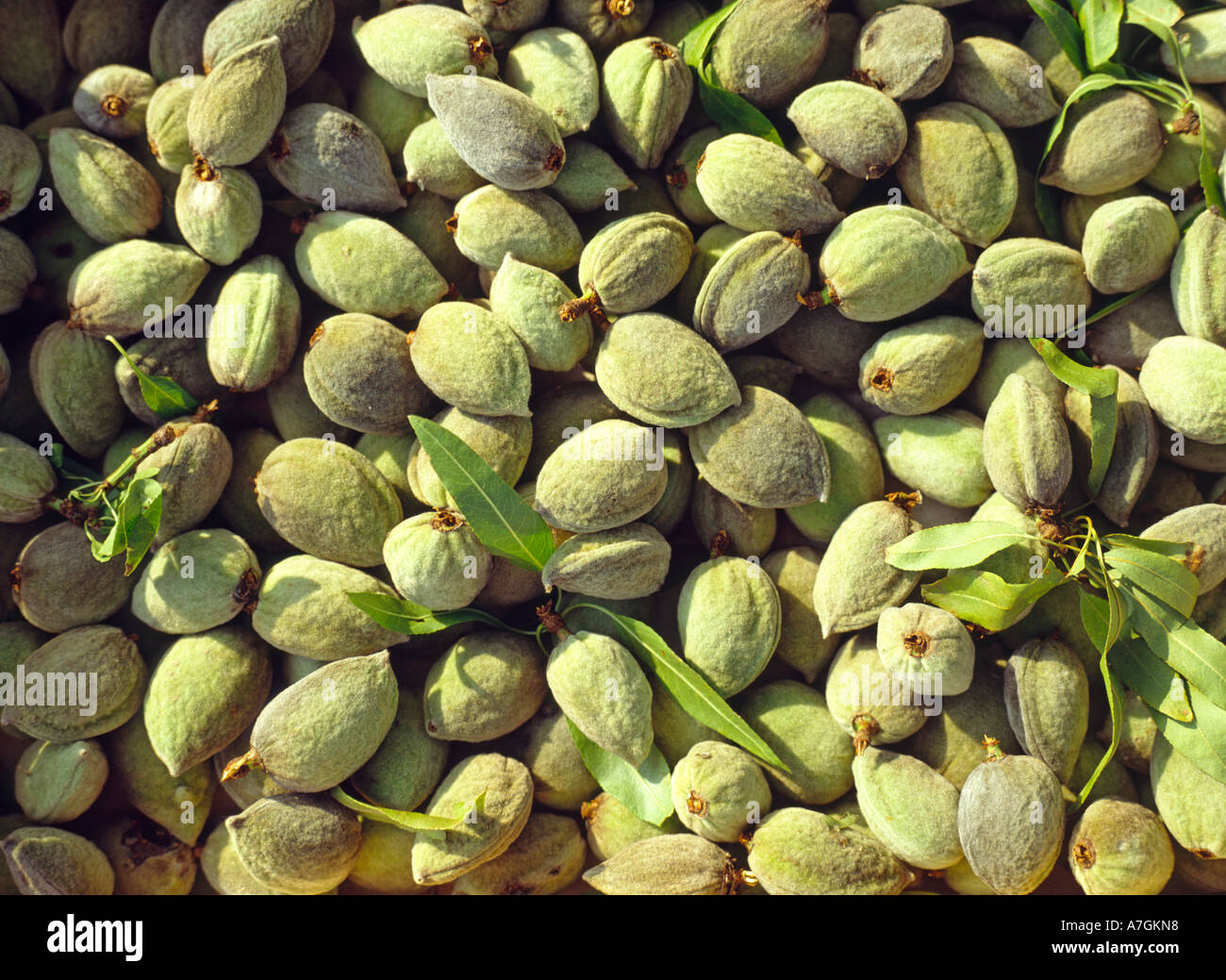 fresh almonds with shells Stock Photo Alamy