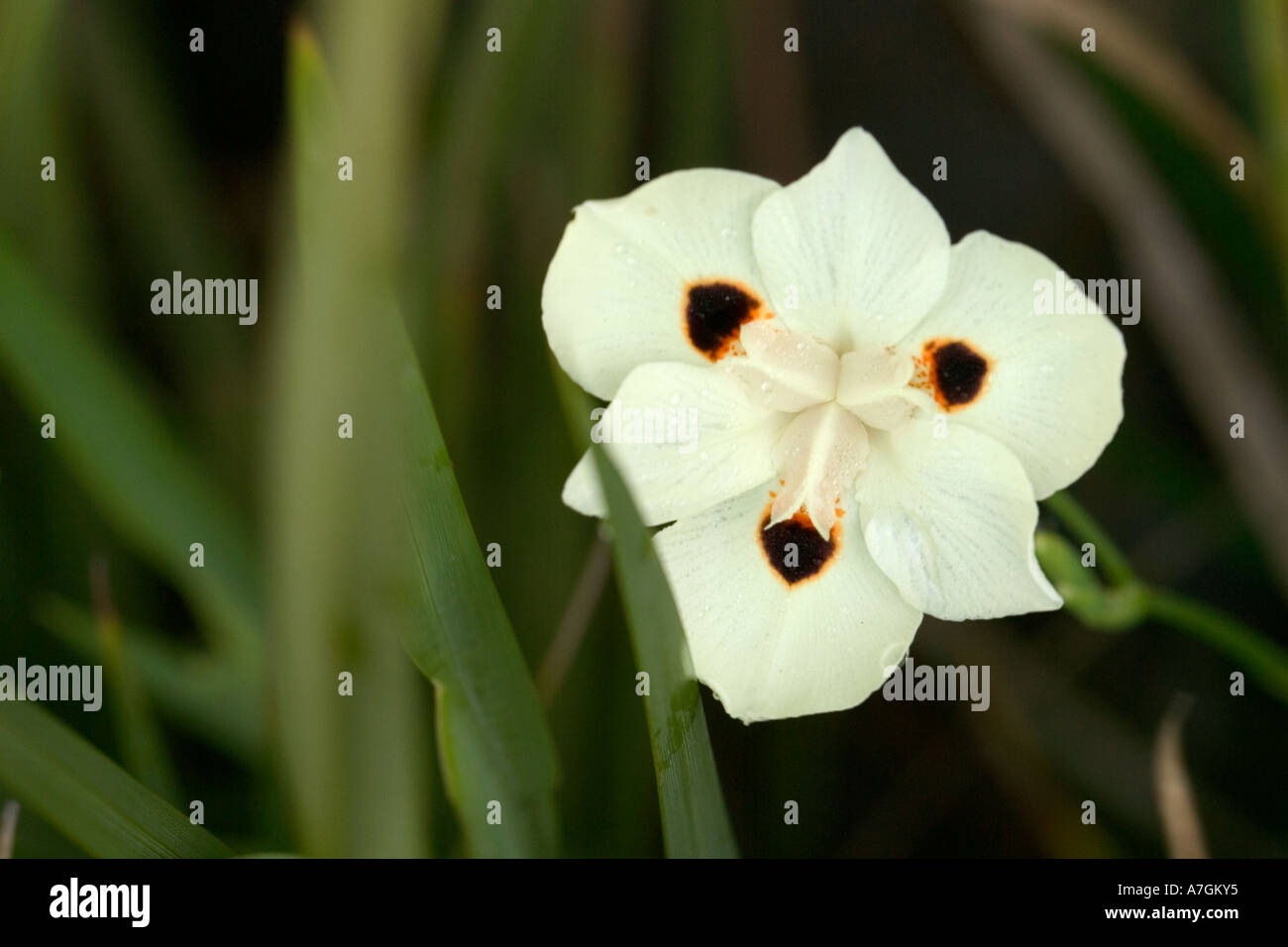 Louisiana Iris; Audubon Park, New Orleans, Louisiana Stock Photo Alamy