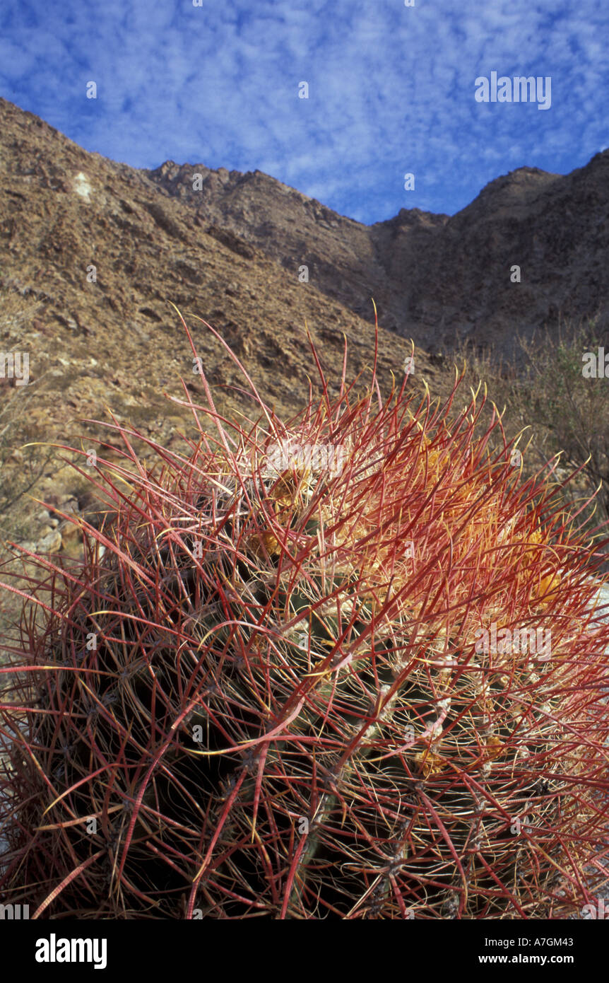 US, CA, Anza-Borrego SP, Borrego Canyon, San Ysidro Mtns, Colorado Desert Barrel cactus Stock Photo