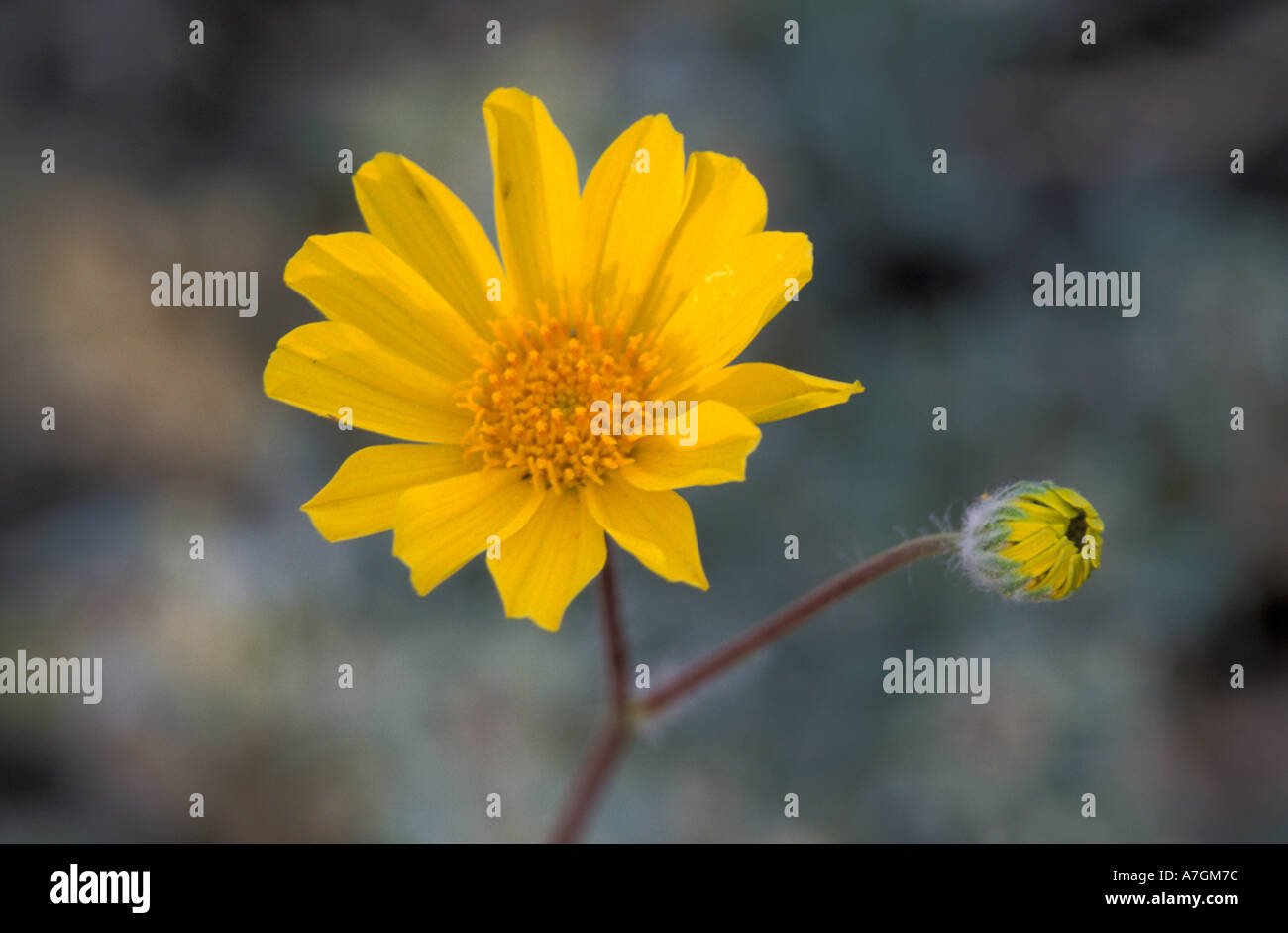 Wildflower field in death hi-res stock photography and images - Alamy