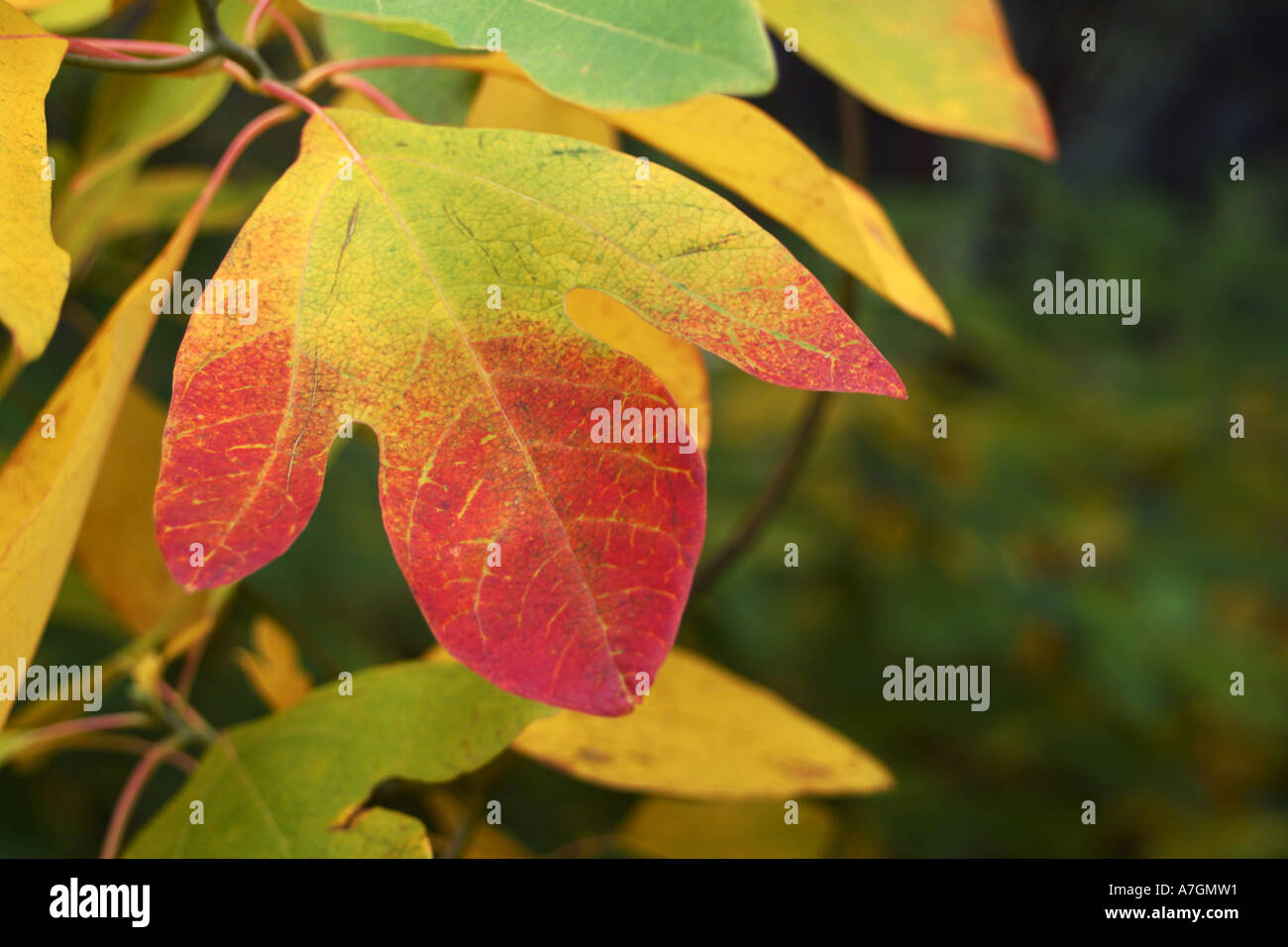 Fall foliage in full color - Sassafras leaves; Seattle arboretum ...