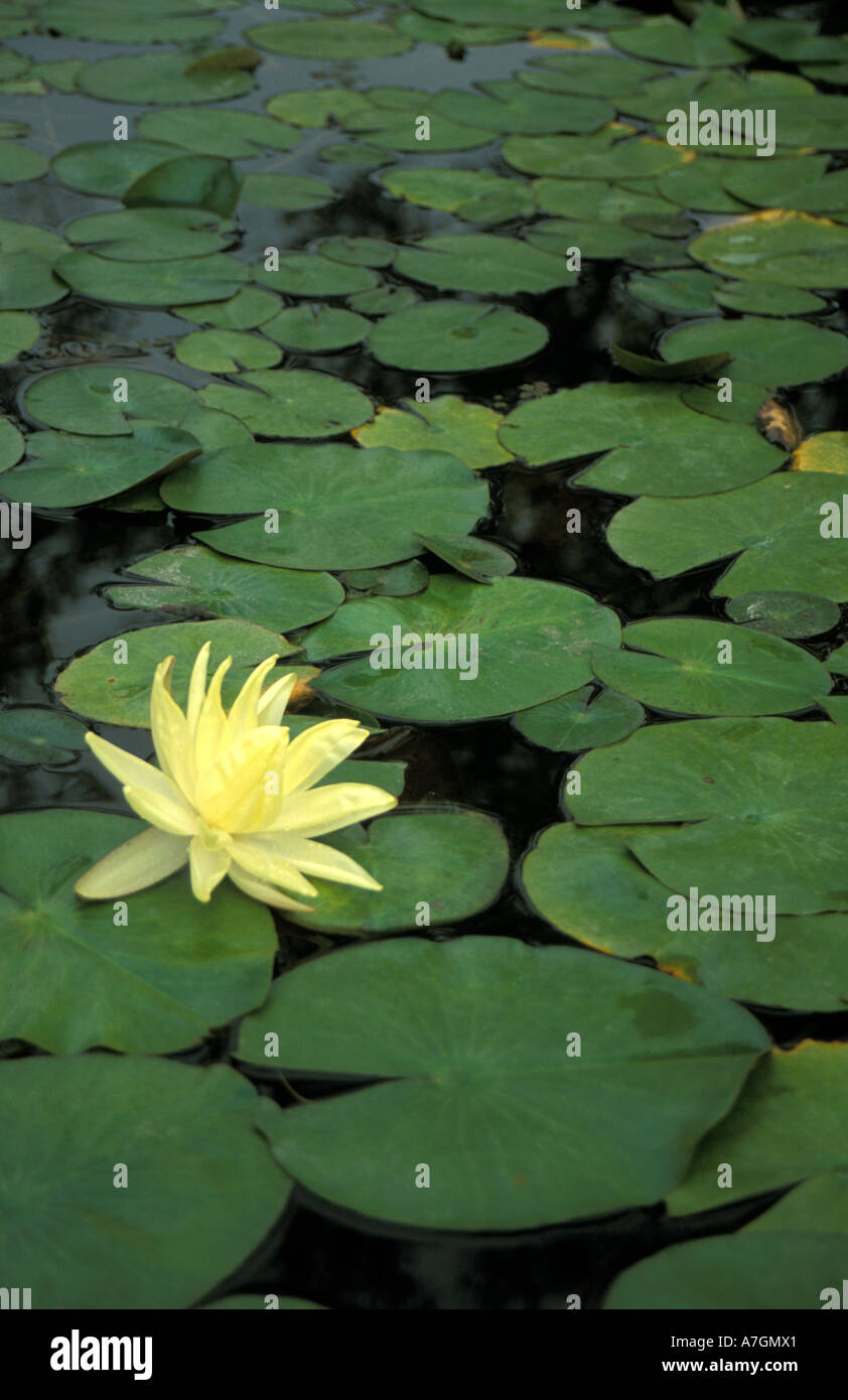 Lily pond at Alice P. Keck Gardens (Nymphaea); Santa Barbara, California Stock Photo