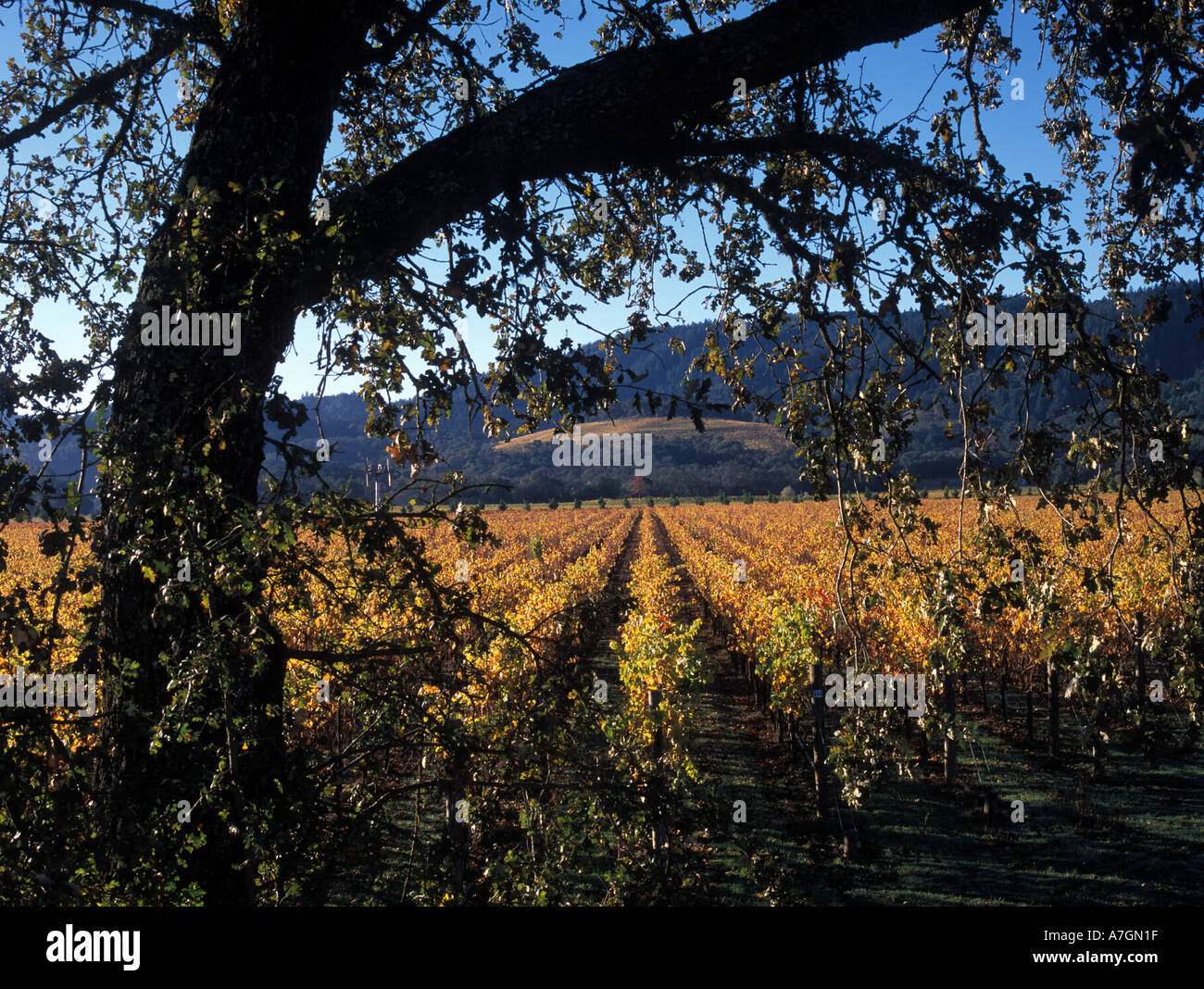 California, Napa Valley Ava, Oakville. Mayacamus Mountains and vineyards  framed by oak tree branches Stock Photo