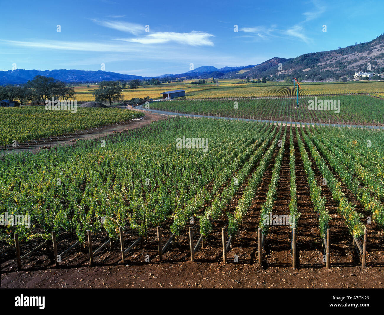 California, Napa Valley Ava, Oakville, vineyards along the Silverado Trail, Miner Family Winery on right Stock Photo