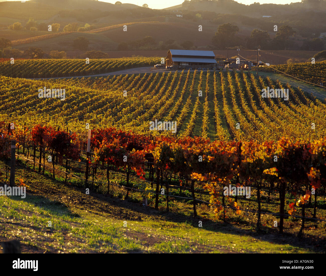 USA, California, Napa Valley, Carneros Ava. Afternoon light skims over hillsides and fall colors of the vineyard. Stock Photo