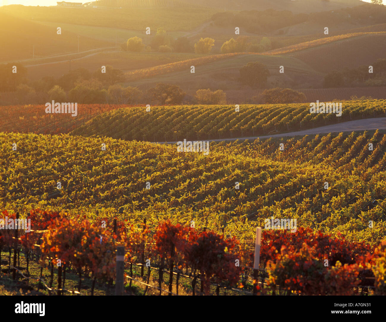 USA, California, Napa Valley, Carneros Ava. Afternoon light skims over hillsides and fall colors of the vineyard. Stock Photo