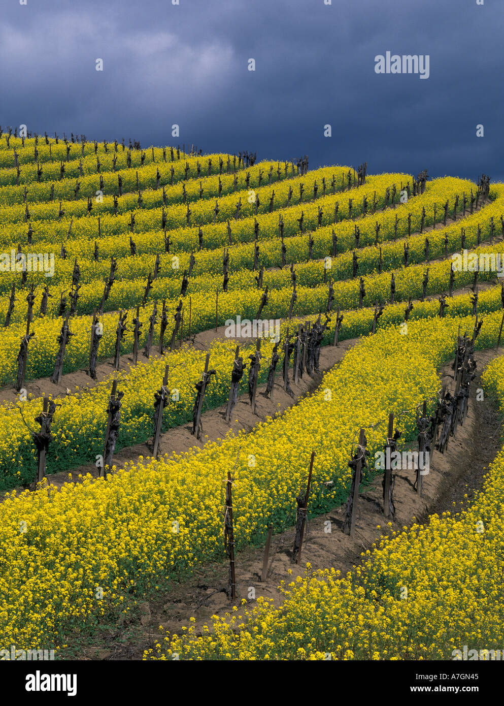 USA, California, Napa Valley, Carneros Ava. Springtime bloom of mustard between rows of grapevines. Stock Photo