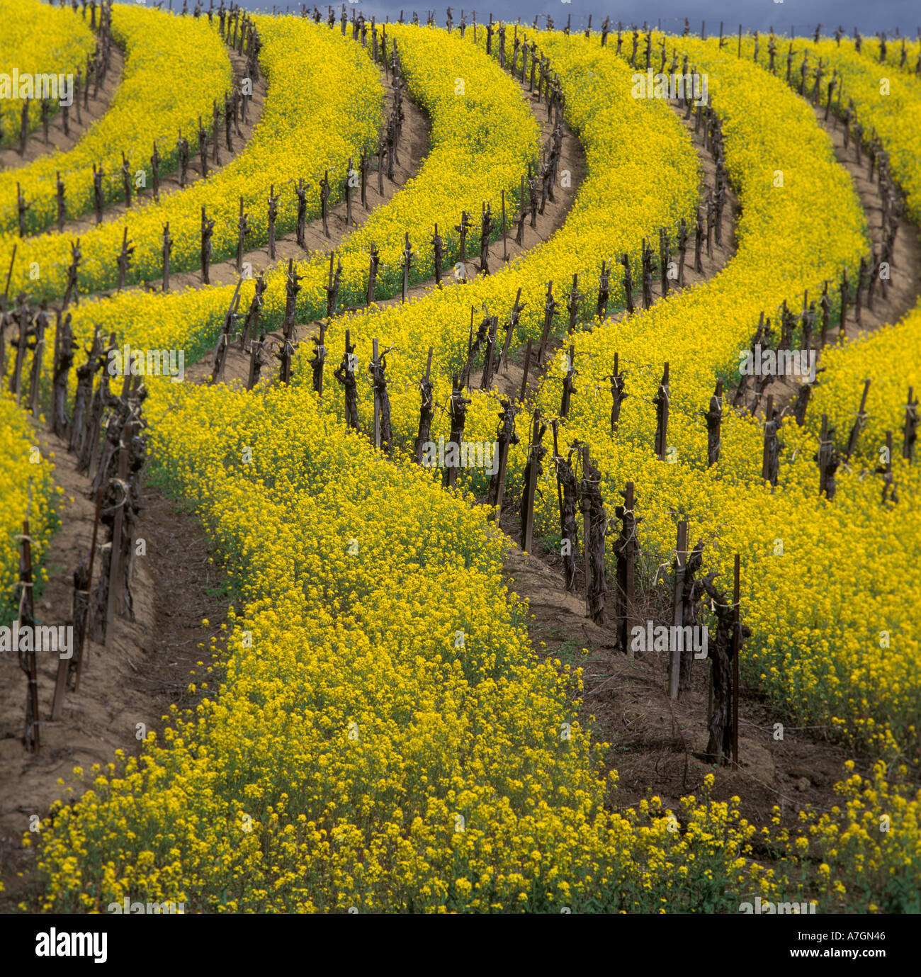 USA, California, Napa Valley, Los Carneros Ava. Springtime bloom of mustard between rows of grapevines. Stock Photo