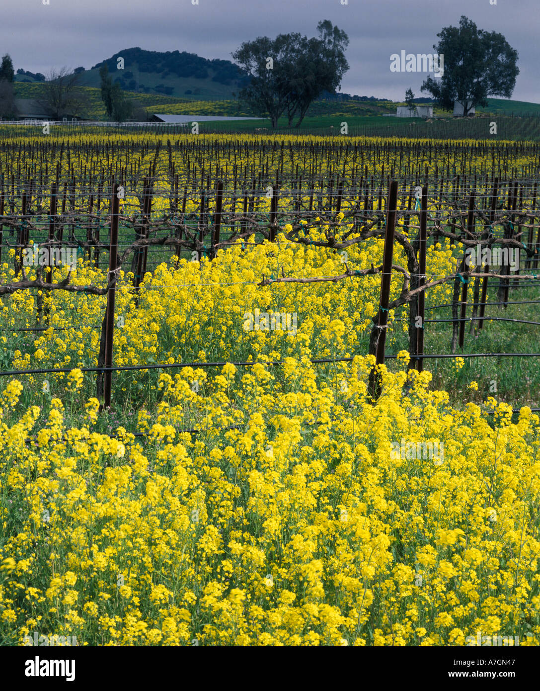 USA, California, Napa Valley, Los Carneros Ava.St. Clair vineyards in spring, growing Pinot Noir for Acacia Winery. Stock Photo