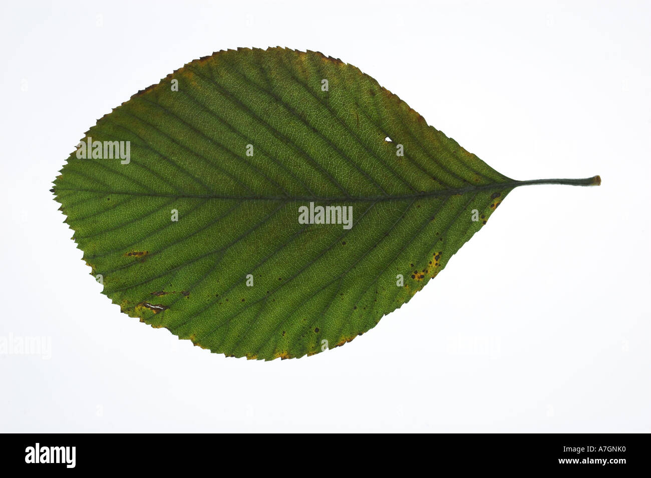 WHITEBEAM green leaf against a white background Sorbus aria Stock Photo