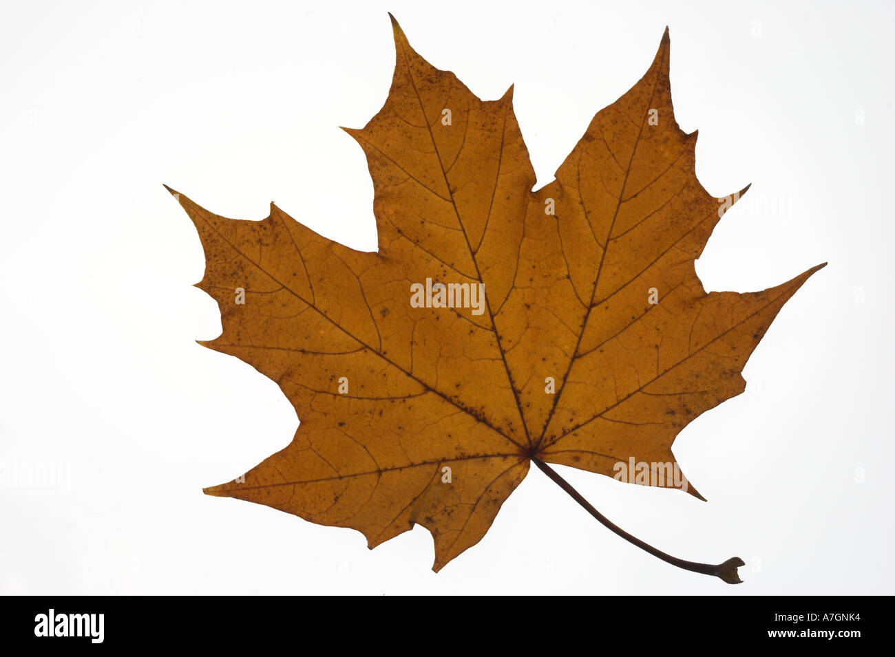 LONDON PLANE brown leaf against a white background Platanus x hispanica Stock Photo