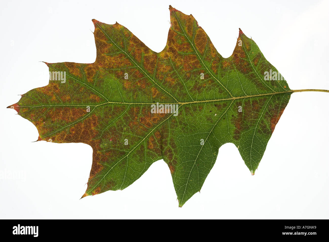 RED OAK leaf against a white background Quercus rubra Stock Photo