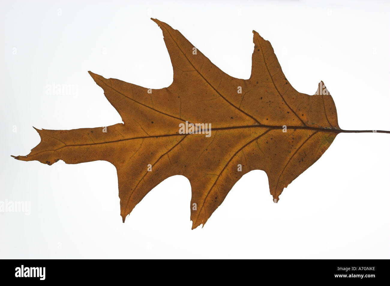 RED OAK brown leaf against a white background Quercus rubra Stock Photo