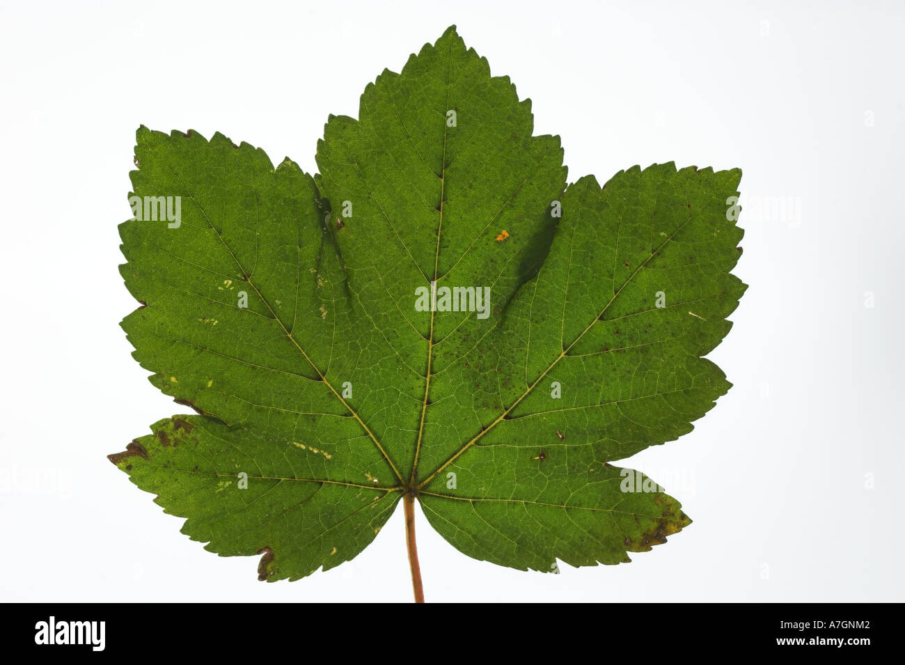 SYCAMORE green leaf against a white background Acer pseudoplatanus Stock Photo