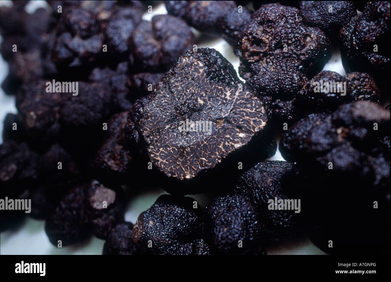 Black truffle or Black P rigord Truffle Tuber melanosporum is named for the  Prigord region in France Stock Photo