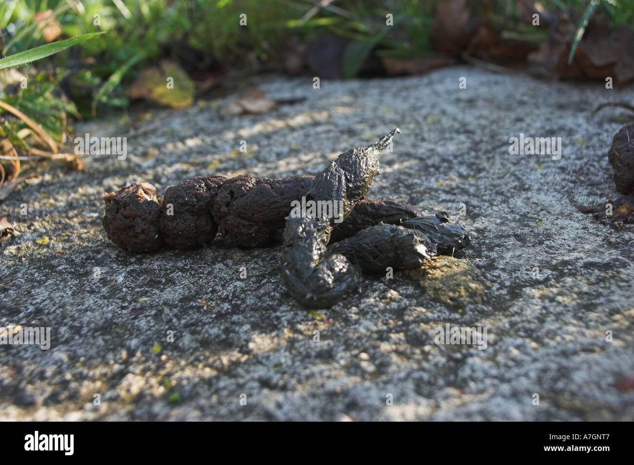 Fox poo faeces hires stock photography and images Alamy