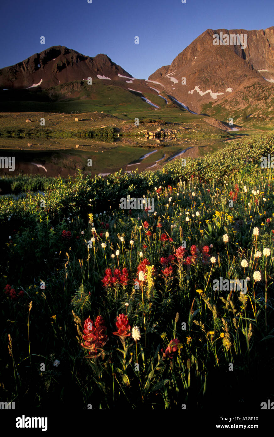 North America, USA, Colorado, Colorado State Forest, American Lakes, Wildflowers (Arnica, Larkspur, Bluebells, Globeflower) Stock Photo