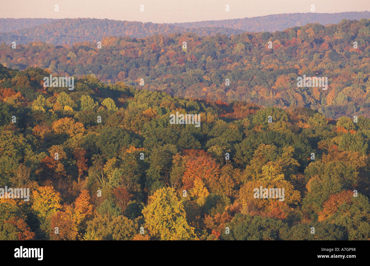 US, CT, New Milford, View of Fall colored oakhickory forest in