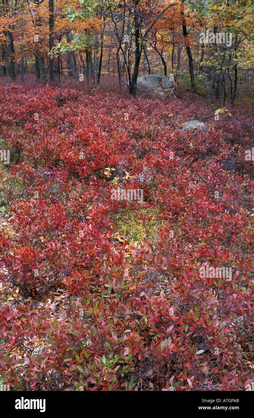 US, CT, Kent, Blueberries in the understory of a ridgetop oakhickory